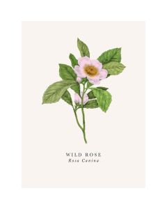 2-osainen kortti The Art File - Book and Botanics, Wild Rose