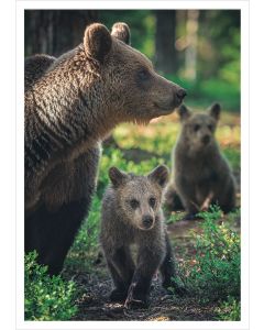 Postikortti Konsta Punkka - Karhuemo ja pennut