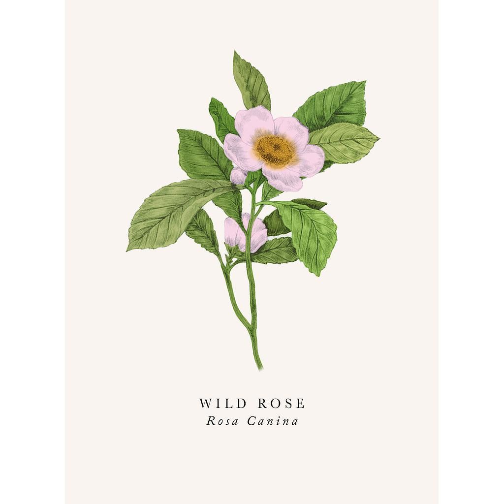 2-osainen kortti The Art File - Book and Botanics, Wild Rose