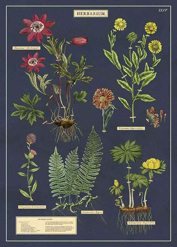 Juliste Cavallini - Herbarium