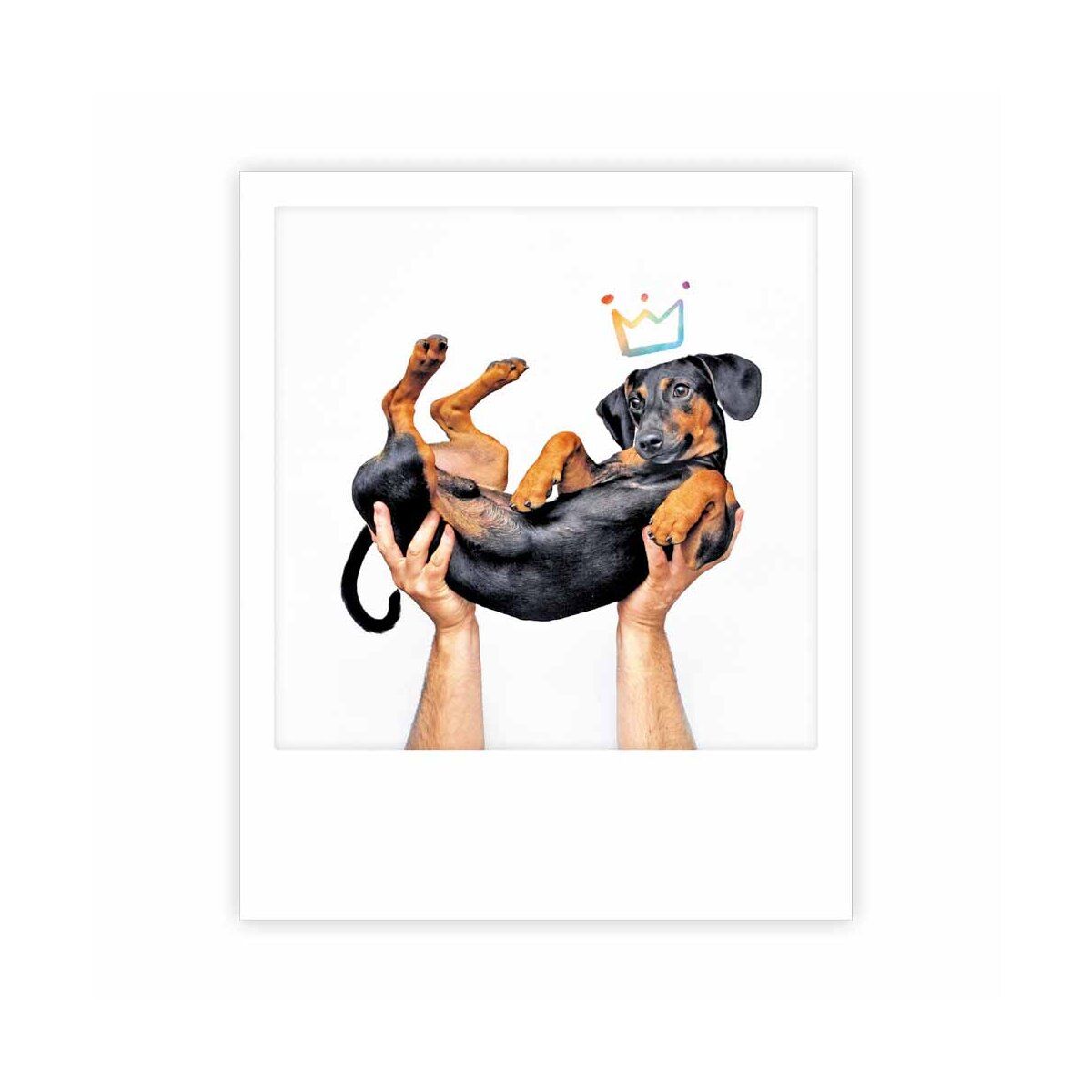 Postikortti Pickmotion - King dachshund