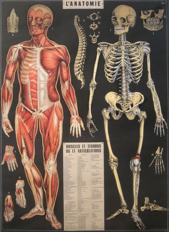 Juliste Cavallini - L'Anatomie