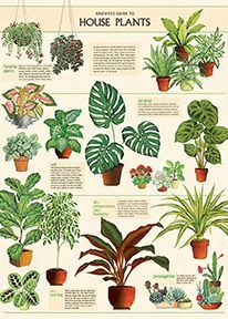 Juliste Cavallini - Houseplants
