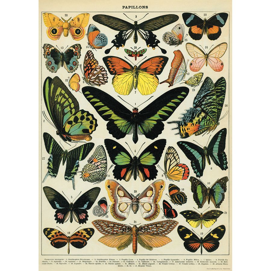Juliste Cavallini - Butterflies