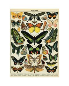 Juliste Cavallini - Butterflies