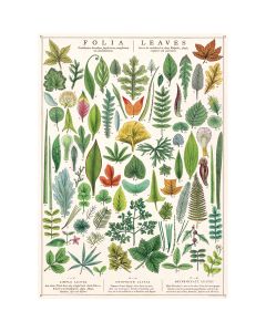 Juliste Cavallini - Folia Leaves