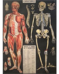 Juliste Cavallini - L'Anatomie