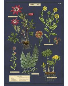 Juliste Cavallini - Herbarium
