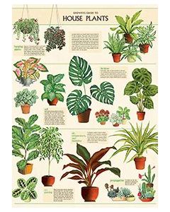 Juliste Cavallini - Houseplants