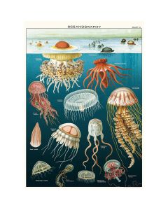 Juliste Cavallini - Jellyfish Oceanography