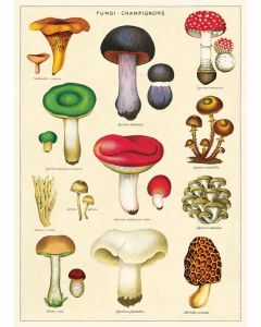 Juliste Cavallini - Mushrooms 2