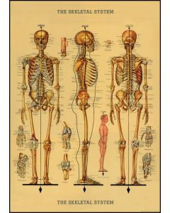 Juliste Cavallini - Skeleton