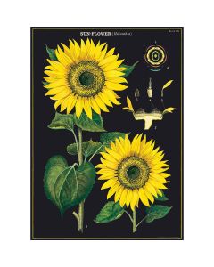Juliste Cavallini - Sunflower