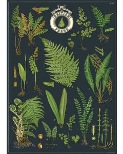 Juliste Cavallini - British Ferns