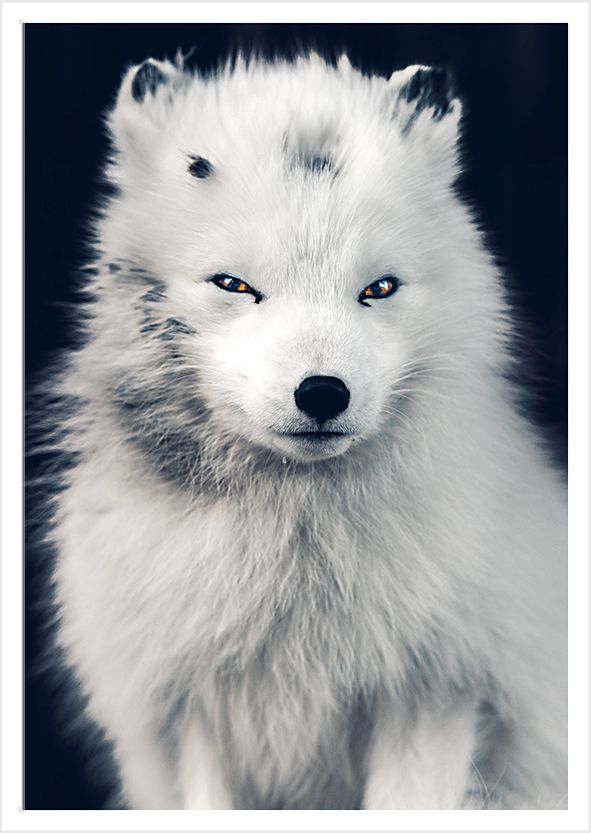 Postikortti Konsta Punkka - Naali