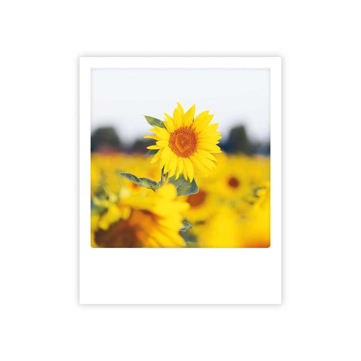 Postikortti Pickmotion - Auringonkukka