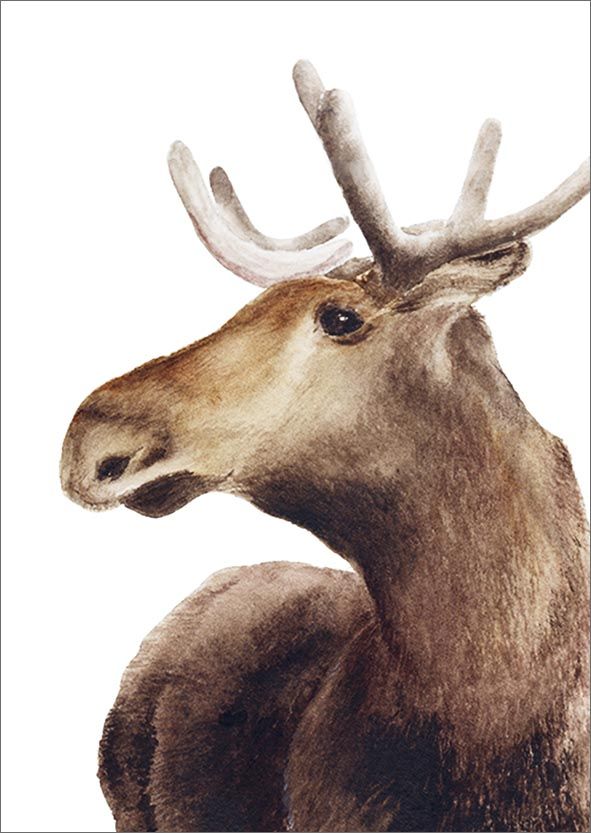 Postikortti Henna Adel - Hirvi