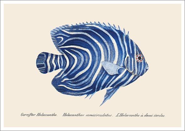 Postikortti John Nurminen - Sininen kala