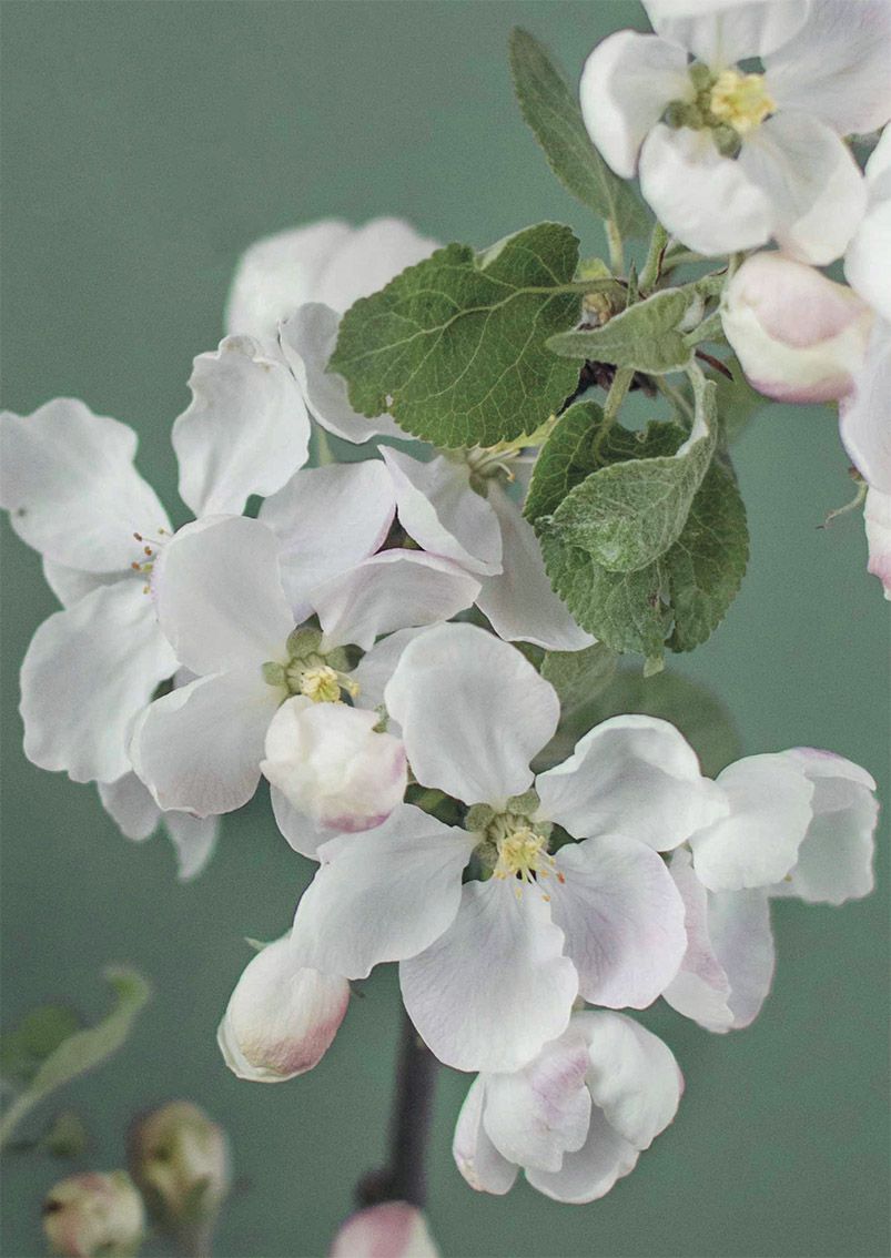 Postikortti Kreetta Järvenpää - Omenankukka