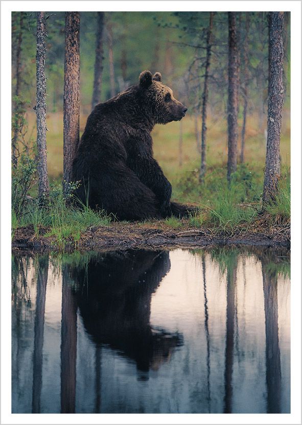 Postikortti Konsta Punkka - Karhu