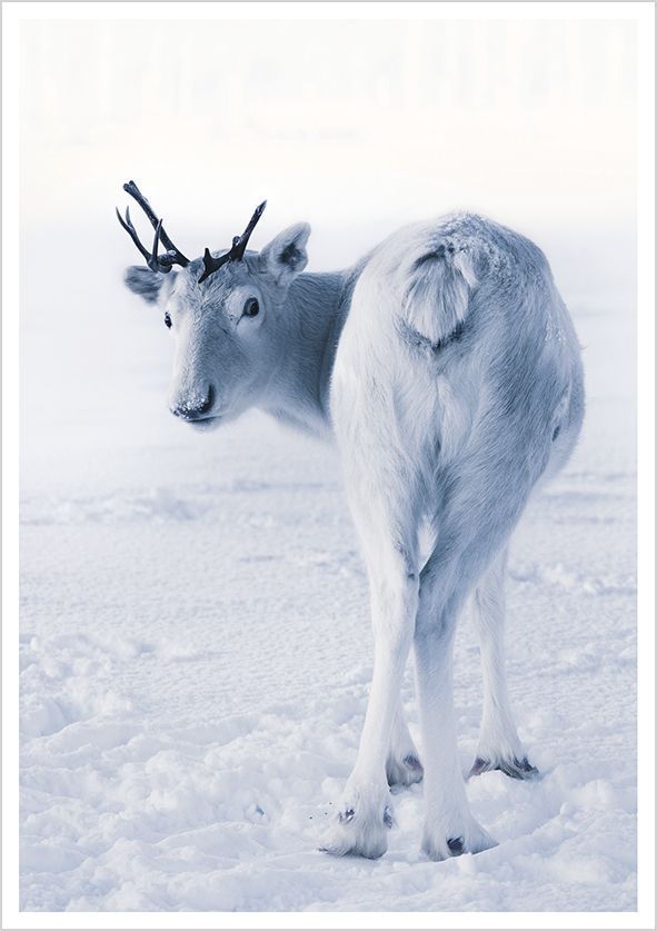 Postikortti Konsta Punkka - Poro