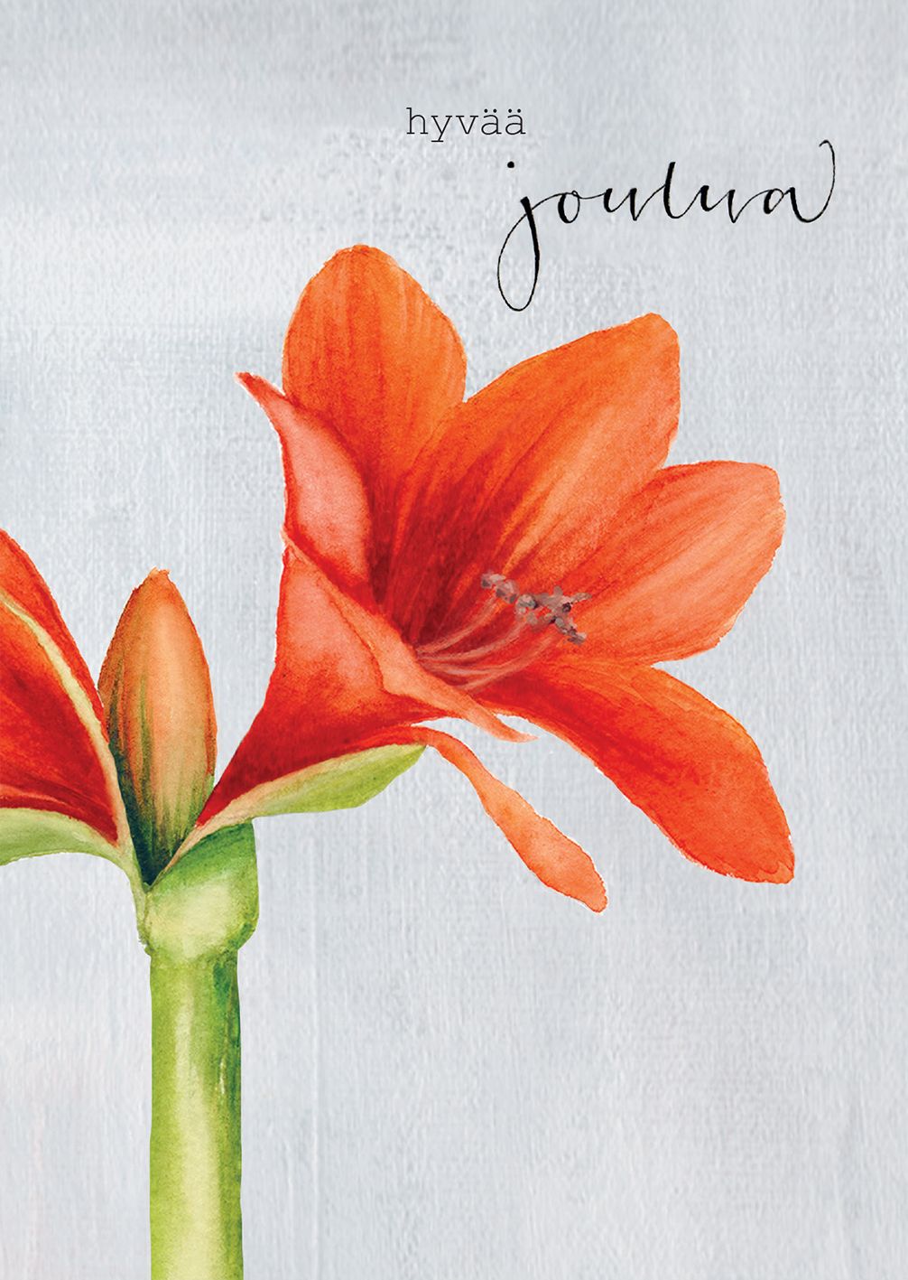 2-osainen joulukortti joulu Henna Adel - Punainen amaryllis "Hyvää joulua"