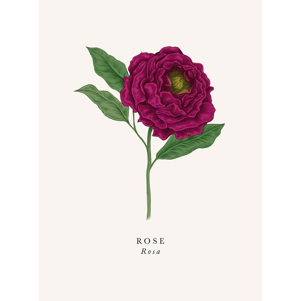 2-osainen kortti The Art File - Book and Botanics, Rose