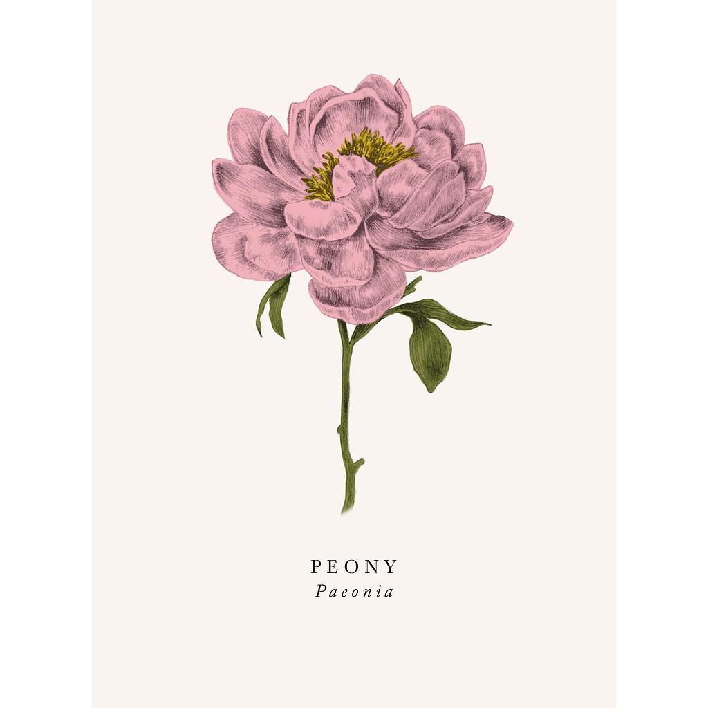 2-osainen kortti The Art File - Book and Botanics, Peony