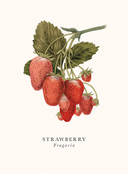 2-osainen kortti The Art File - Book and Botanics, Strawberry