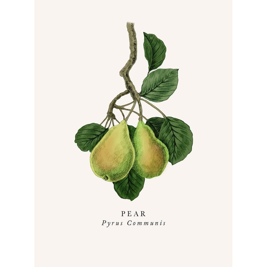 2-osainen kortti The Art File - Book and Botanics, Pear