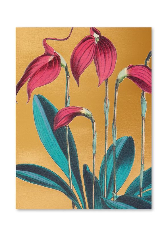 Pikkukortti Lagom - Kew gardens, Masdevallia Lindeni