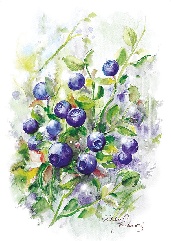 Postikortti Sirkku Saukonoja - Mustikka