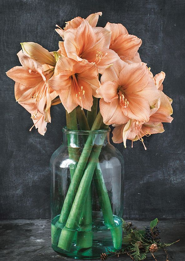 Postikortti joulu Kreetta Järvenpää - Ritarinkukat 2021