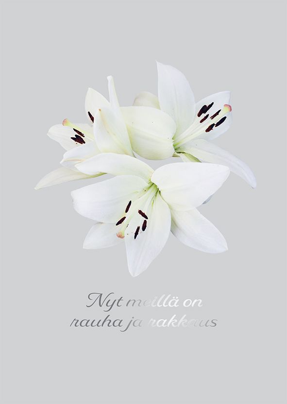 2-osainen kortti suru Verna Kovanen - Liljakimppu