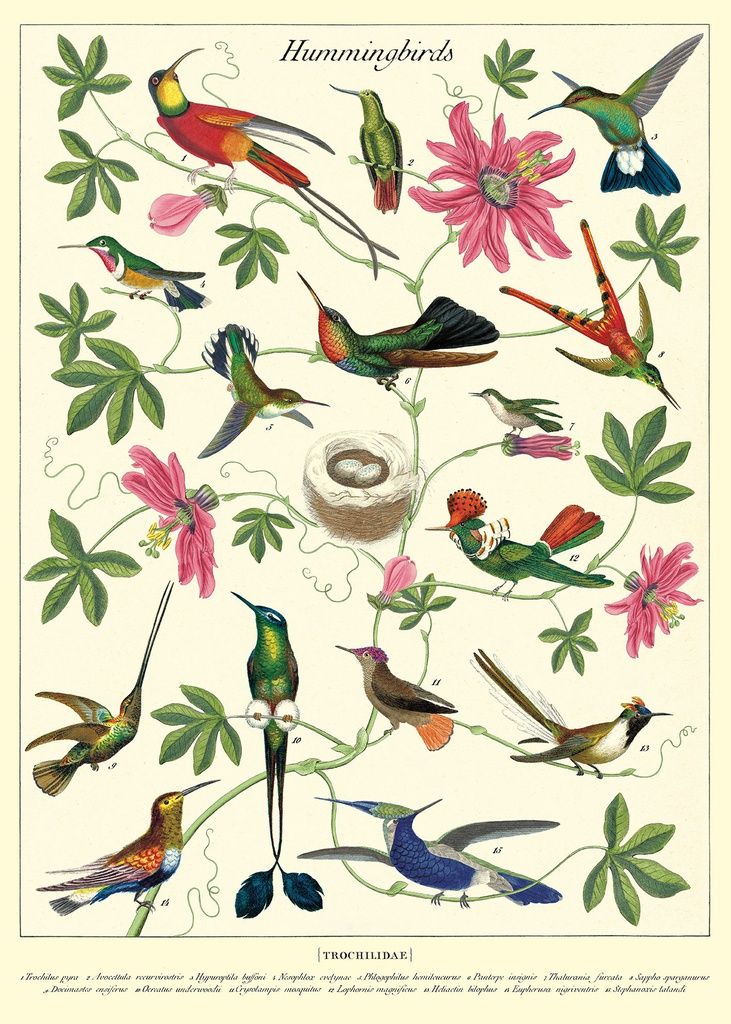 Juliste Cavallini - Hummingbirds