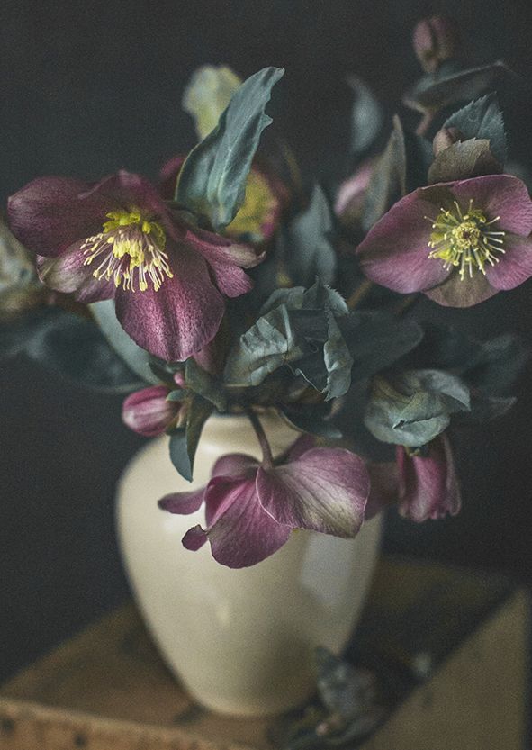 Postikortti joulu Kreetta Järvenpää - Christmas collection 2023, jouluruusu ruukussa