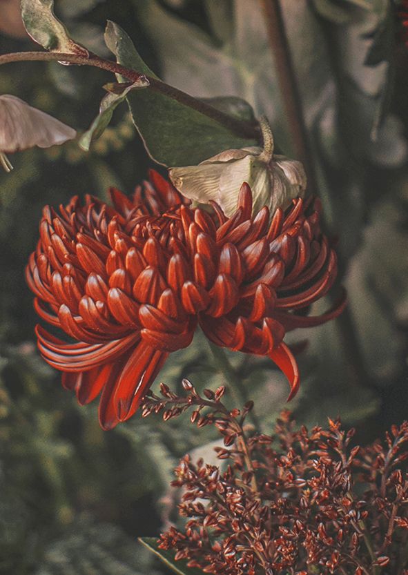 Postikortti joulu Kreetta Järvenpää - Christmas collection 2023, punainen krysanteemi